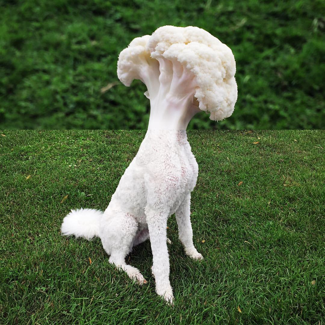 A mashup of two photos: the body of a poodle with the head replaced by a head of cauliflower