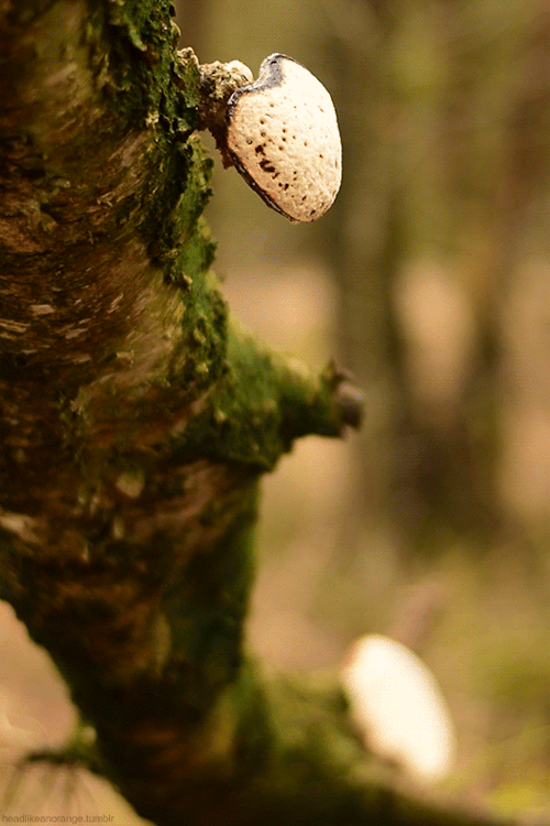 mushroom cinemagraph